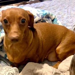 Angelina - Dachshund