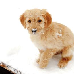 Goldendoodle Puppies from South Paw Doodles