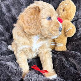 Tux - SM0554 - Cream male Australian Labradoodle puppy in Easley, South Carolina from Royal Diamond Labradoodles
