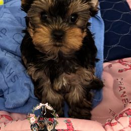 AKC Aspen - Black and tan male Yorkshire Terrier puppy in Bloomingdale, Georgia from Harrington Yorkies