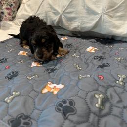Dachshund Puppies from Kellie Bland