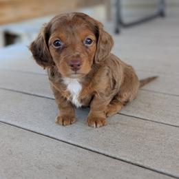 Snickers - Dapple male Dachshund puppy in Box Elder, South Dakota from Bee Sweet Dachshunds