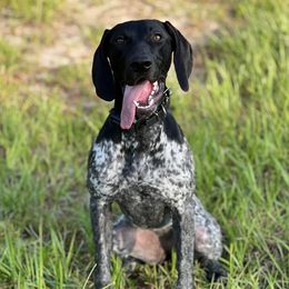 Paris - German Shorthaired Pointer
