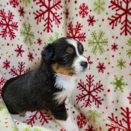 Toy Australian Shepherd Puppies from Beasley Acres Aussies
