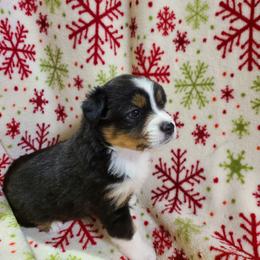 Toy Australian Shepherd Puppies from Beasley Acres Aussies