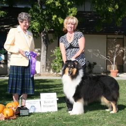 Collies from Stoneypoint Collies