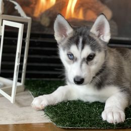 Siberian Husky Puppies from Husky Love and Pups