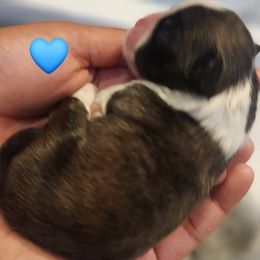 Thunder - Sable and white male Shih Tzu puppy in Kernersville, North Carolina from SweetTee's Shih Tzus LLC