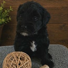 Willow - Black and white female Aussiedoodle puppy in Grand Blanc, Michigan from B's Aussiedoodles