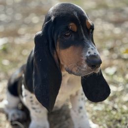 Yellow Collar Female - Black brown and white female Basset Hound puppy in Lindley, New York from Hill Top Basset Hounds & Cane Corso