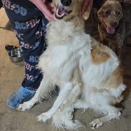 Borzoi puppies from Syskiyou Borzoi