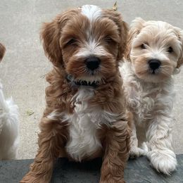 Australian Labradoodles from Tarheel Labradoodles