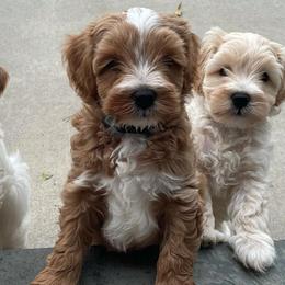 Australian Labradoodles from Tarheel Labradoodles