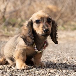 Thelma 4000 dollars - Cream female Dachshund puppy in Crystal, Michigan from Mare-bella Dachshunds