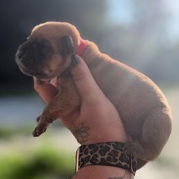 Eric - Fawn male Chinese Shar-Pei puppy in Lehigh Acres, Florida from Florida Wrinkles