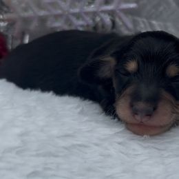 Mouse - Black and tan male Dachshund puppy in Desloge, Missouri from Snows Doxies