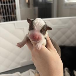 Jackie - Red tri-color male Miniature American Shepherd puppy in Groesbeck, Texas from Epic Miniature American Shepherds