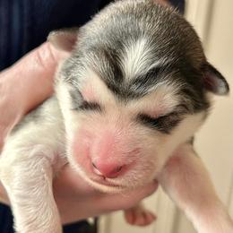 Boy 2 - male Alaskan Malamute puppy in Palmyra, Michigan from Illusion Kennel