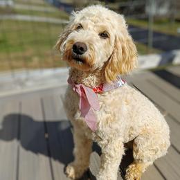 Maple - Goldendoodle