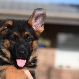 Rover - Black and red male German Shepherd puppy in Azle, Texas from Nuckols-Alsup Canines German Shepherds