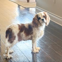 Poppy - Cavalier King Charles Spaniel