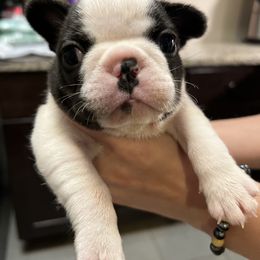 French Bulldog Puppies from Nicole's French Bulldogs