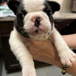 French Bulldog Puppies from Nicole's French Bulldogs