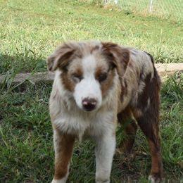 Mr red - Red merle Australian Shepherd puppy in Muscatine, Iowa from Horten K-9 Wiggles