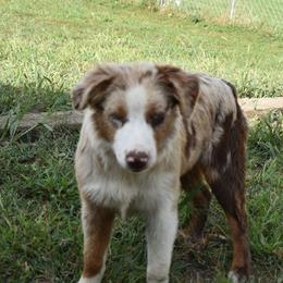 Mr red - Red merle Australian Shepherd puppy in Muscatine, Iowa from Horten K-9 Wiggles