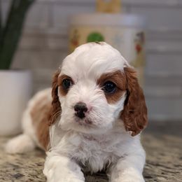 Lance - Blenheim male Cavapoo puppy in Caldwell, Idaho from Terrace Cav's