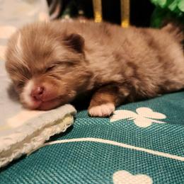 Guinness - 3,500 dollars - Chocolate merle male Pomeranian puppy in Amelia, Ohio from Boujee Puff Poms