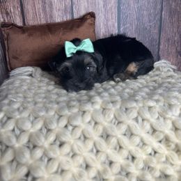 Rachel - Black and tan female Yorkshire Terrier puppy in Tulsa, Oklahoma from Conns Cuddly Canines