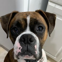 Loki - Boxer