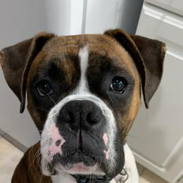 Loki - Boxer