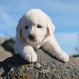 Girl 7 Lavender - White female Great Pyrenees puppy in Yakima, Washington from Naches Heights Ranch