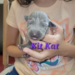 Kit Kat - Blue female Weimaraner puppy in Kingwood, Texas from Desert Rose Weimaraners