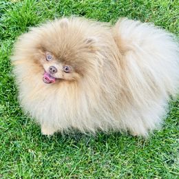 Oggi - Pomeranian