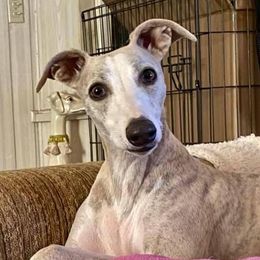 Whippets from Sonsteby
