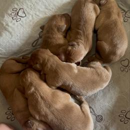 Male 5 - Yellow male Labrador Retriever puppy in Wardensville, West Virginia from Sager’s Labrador Puppies