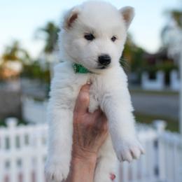 Spirit - White male Siberian Husky puppy in Miami, Florida from Blue Moon Huskies