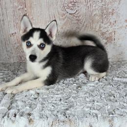 Alice - Gray and white female Pomsky puppy in Atwood, Illinois from Peace Road Puppies