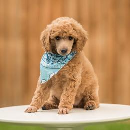 Poodle Puppies from Cityscape Moyen Poodles