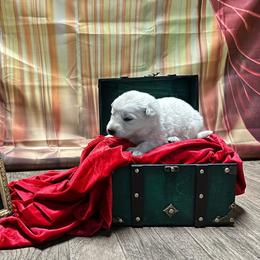 Harley - White female Berger Blanc Suisse puppy in West Alexandri, Ohio from Twisted Acres
