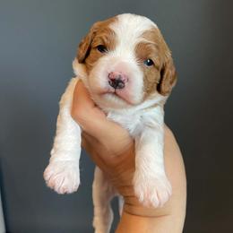 Liberty - Blenheim female Cavapoo puppy in Eau Claire, Wisconsin from Regal Cavaliers