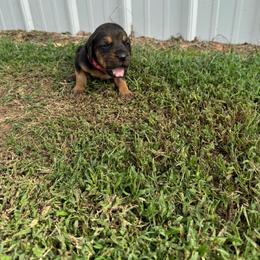 Girl 2 - Black and tan female Bloodhound puppy in Tahlequah, Oklahoma from HNH Hounds