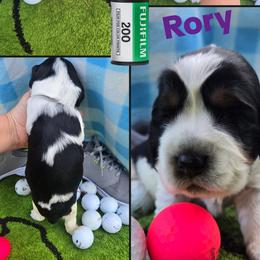 Rory - Black and white female English Springer Spaniel puppy in Saginaw, Michigan from Kemerer Springers