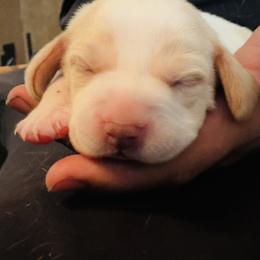 Girl 1 - female Beagle puppy in Toquerville, Utah from Beautiful Utah Beagles
