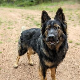 Ron - German Shepherd