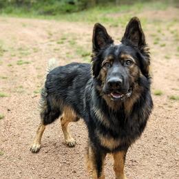 Ron - German Shepherd