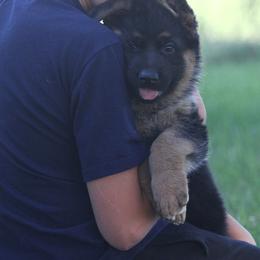 German Shepherd Puppies from Valiant Shepherds